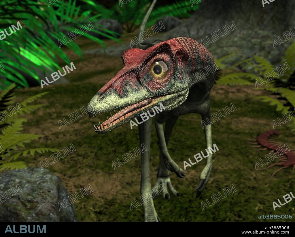 A turkey-sized Compsognathus wanders a late Jurassic forest 150 million years ago in what is today Europe. A petit carnivore, it is believed Compsognathus was a fast and agile runner with excellent eyesight.