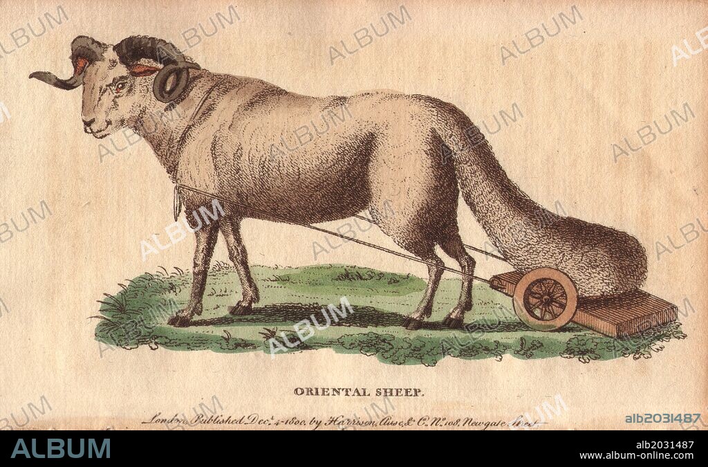 Oriental sheep or broad-tailed sheep with its large tail carried on a wheeled carriage.. . Ovis orientalis laticaudata. . Handcoloured copperplate engraving from "The Naturalist's Pocket Magazine; or, Complete Cabinet of the Curiosities and Beauties of Nature" (1798~1802) published by Harrison, London.
