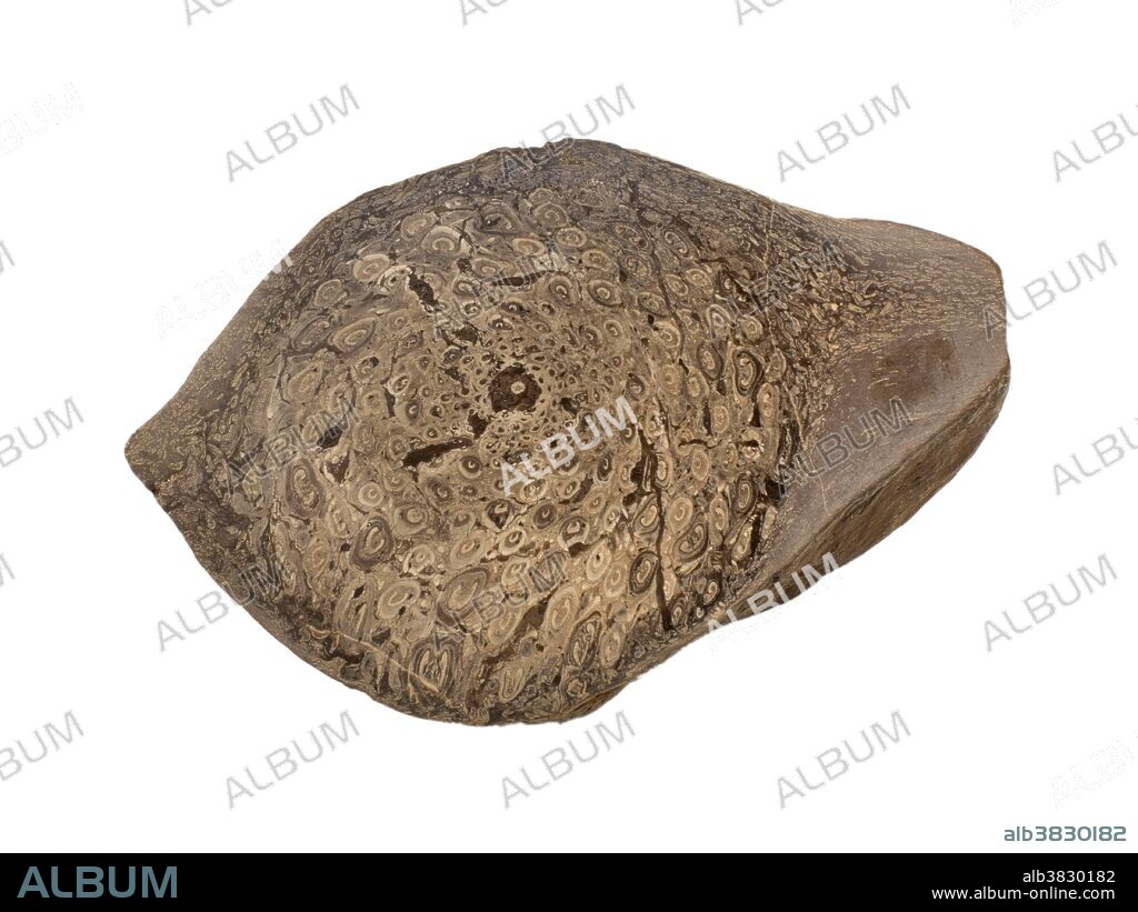 Fossil Tree Fern trunk section (Osmundites schemnitzensis), Miocene (15 m.y.a.), Braunau, Austria. Specimen from the Paleontological Research Institution, Ithaca, New York, USA.