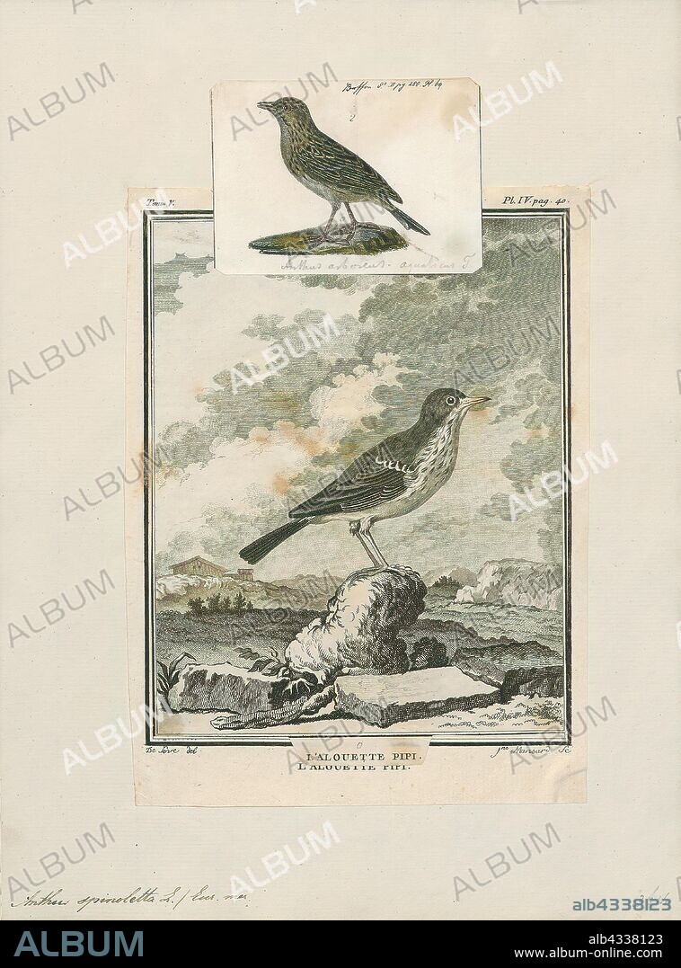 Anthus spinoletta, Print, The water pipit (Anthus spinoletta) is a small passerine bird which breeds in the mountains of Southern Europe and Southern Asia eastwards to China. It is a short-distance migrant; many birds move to lower altitudes or wet open lowlands in winter., 1700-1880.