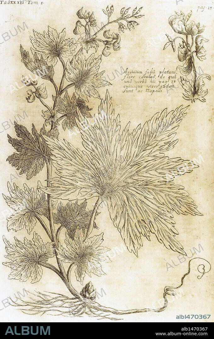 ACONITUM. Ilustración de 'Bibliotheca Pharmaceutico-Medica', obra del médico y escritor suizo Joannis Jacobi Mangeti (Jean-Jacques Manget) (1652-1742), autor de recopilaciones sobre literatura médica. Editada en Génova en 1703. S. XVII-XVIII (S. XVII-S. XVIII) .