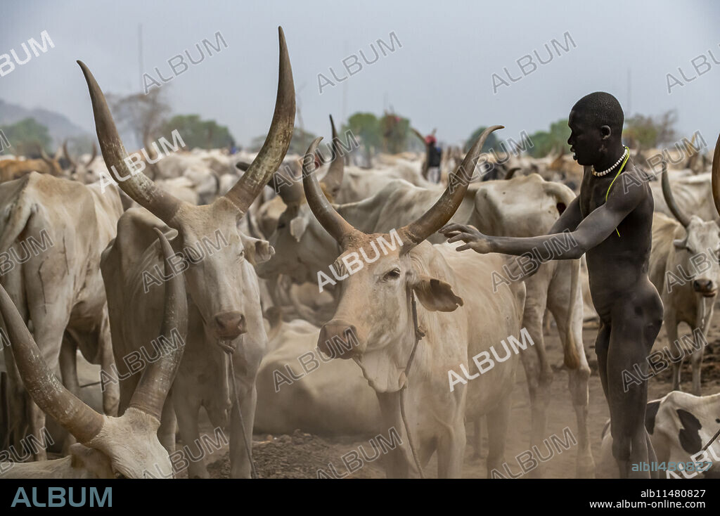 Naked Mundari man cleaning a cow, Mundari tribe, South Sudan, Africa.