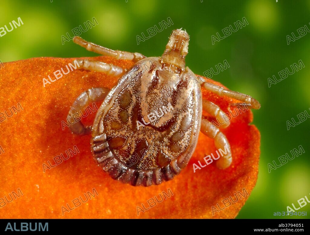 Dorsal view of a male cayenne tick. Amblyomma cajennense or Cayenne tick is species of tick found in a range from the southern part of the United States to northern Argentina, through Central America and some of the Caribbean. It can transmit Rocky Mountain spotted fever. In 2009, Brazilian researchers announced that a protein called Factor X active found in the saliva of the tick proved effective in stopping the growth of certain cancer cells in laboratory mice.