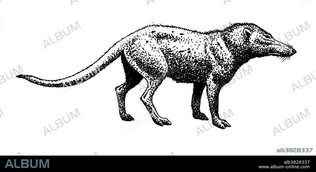 Illustration of a Pakicetus, a forty-seven million year-old land animal believed to be an early ancestor of the whales. While its terrestrial, the Pakicetus possesses anatomical structures that are unique to cetaceans. Its fossil remains were found in Pakistan.