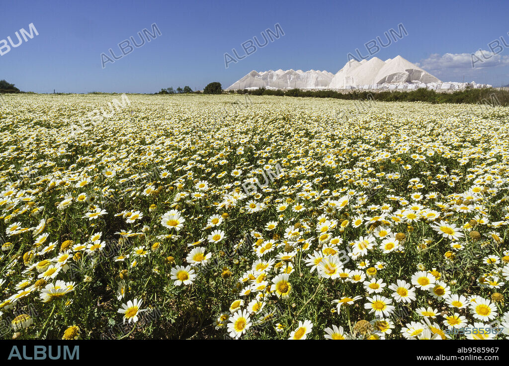 primavera en el salobrar de campos, Ses Salines, Mallorca,Islas Baleares,Spain.