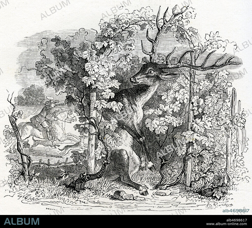 Le cerf et la vigne. Illustration de 1868 par GRANDVILLE (1803-1847) pour Fables de Jean de LA FONTAINE (1621-1695), (Fable 15 du livre V). Credit : Coll. Jonas/KHARBINE-TAPABOR.
