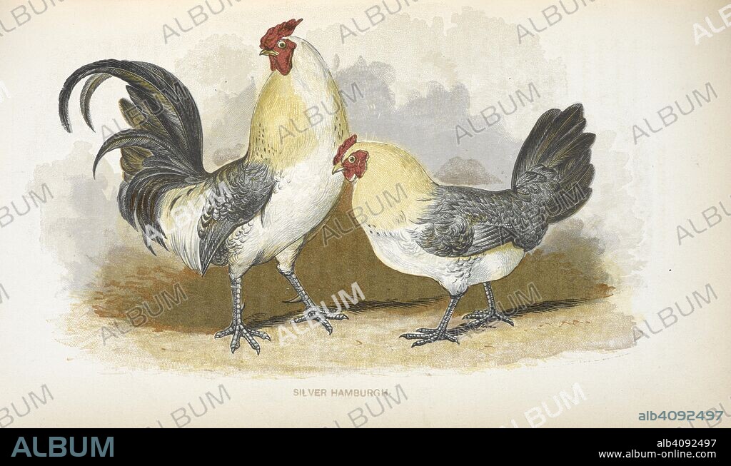 MARTIN DOYLE y C. H. WEIGALL. Silver Hamburgh. The Illustrated Book of Domestic Poultry. Edited by M. D. (No. 1. edited by J. Barnett.) The figures drawn by C. H. Weigall. Engraved and printed in oil colours by W. Dickes & Co. London, 1854. Source: 7294.f.12. facing p 174.
