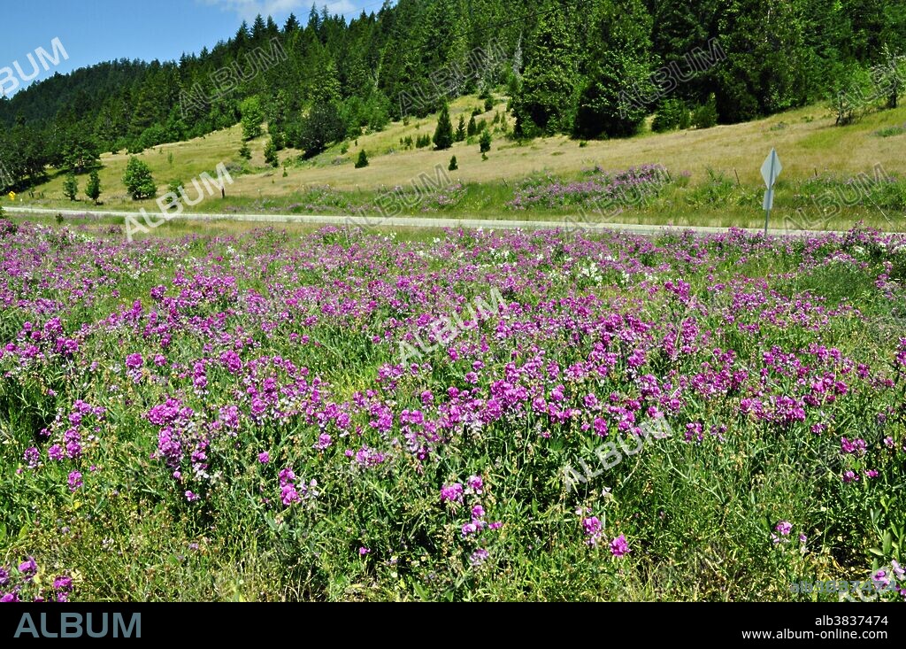 Everlasting pea (Lathyrus latifolius), an invasive plant blooming along a road; note the characteristic mixture of pink and white flowers; Cascade Range, southwest Oregon, USA.