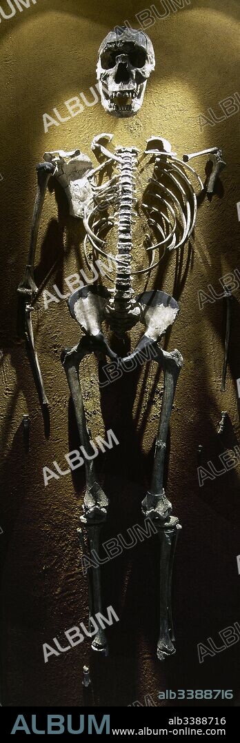 Prehistoria. Paleolítico. "Niño de Nariokotome" o "Niño de Turkana". Esqueleto de adolescente de un Homo Erectus. Homínido que vivió en Africa entre 1,6 y 1,8 millones de años. Dotado de un esqueleto preparado para andar y con una capacidad craneal entre 900 y 1200 ml. Turkana (Kenia). (Reproducción). Exposición "Atapuerca: Un Millón de Años". Museo de Burgos. Castilla-León. España.