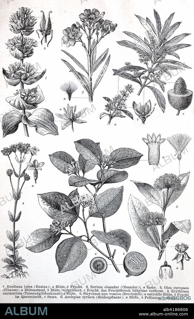Historical images of various dicotyledons, also known as dicots: Gentiana lutey, Nerium oleander, Olea europoaea, Erythraea centaurium, Strychnos nix vomica, Asclepia syriaca, digital improved reproduction of an original print from the 19th century.