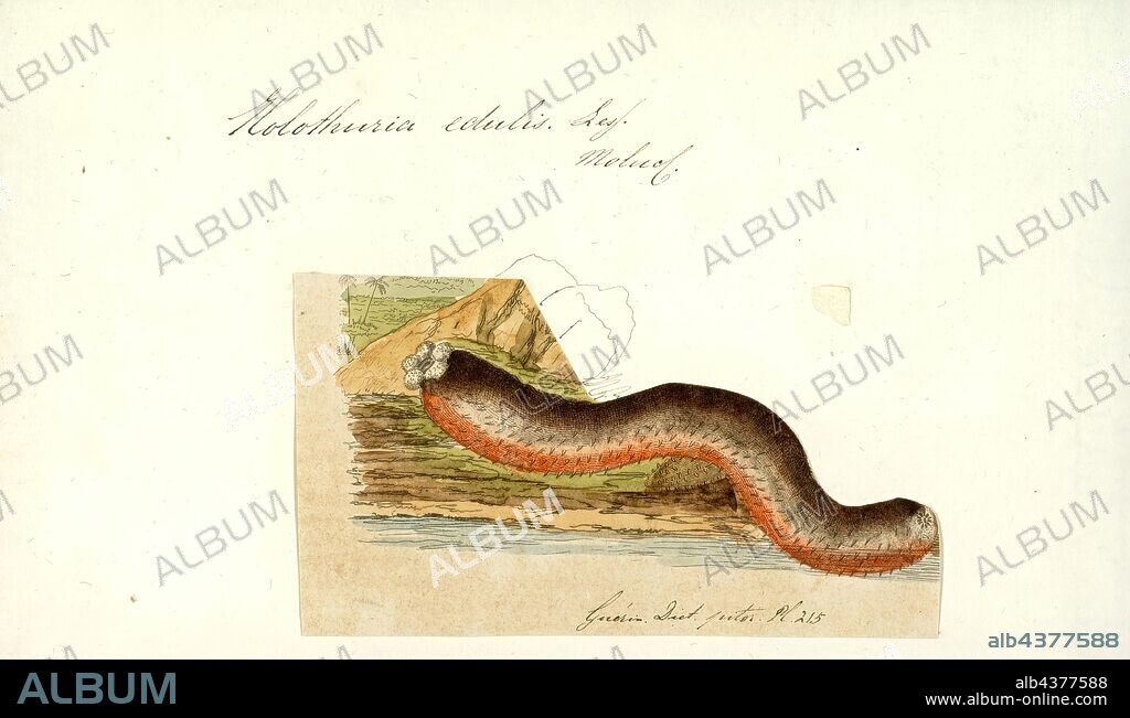 Holothuria edulis, Print, Holothuria edulis, commonly known as the edible sea cucumber or the pink and black sea cucumber, is a species of echinoderm in the family Holothuriidae. It was placed in the subgenus Halodeima by Pearson in 1914, making its full scientific name Holothuria (Halodeima) edulis. It is found in shallow water in the tropical Indo-Pacific Ocean.