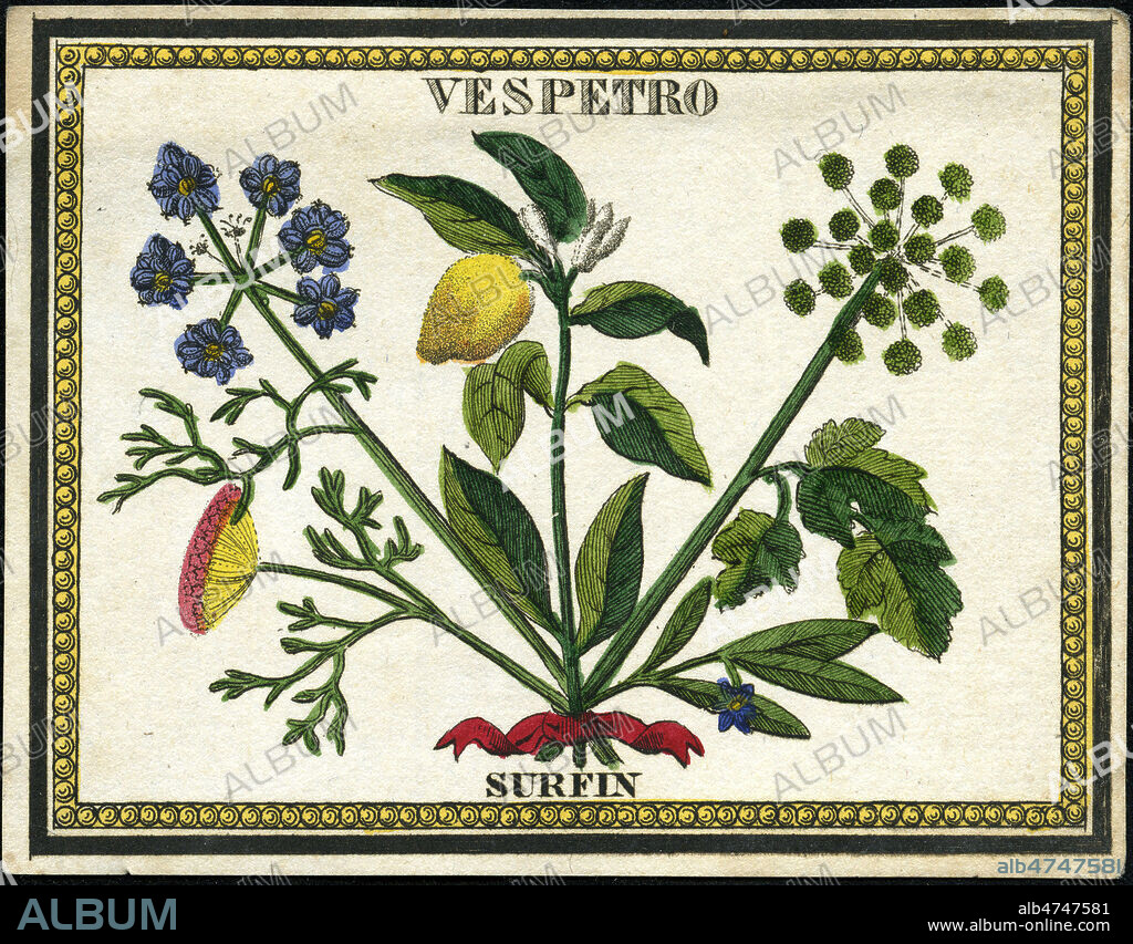 Vespetro surfin. Liqueur aux vertus carminatives a base de citron, angelique, coriandre, fenouil. Illustration anonyme pour une etiquette vers 1860. Credit : Collection IM/KHARBINE-TAPABOR.