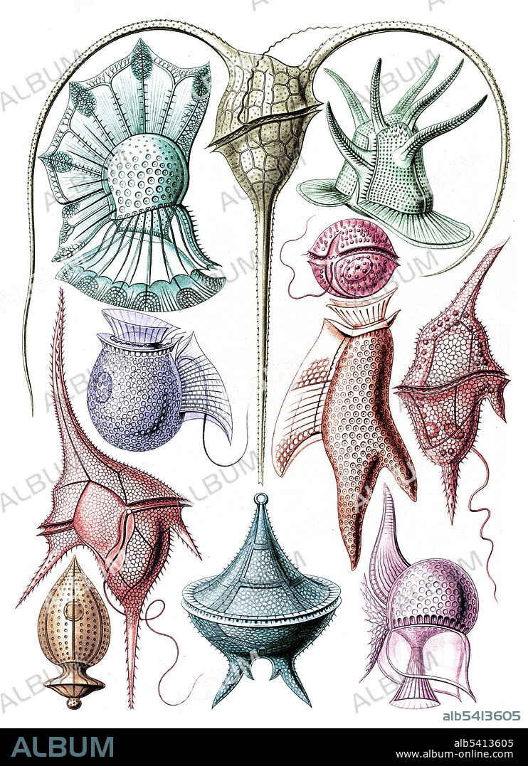 Ernst Haeckel, Dinoflagellates