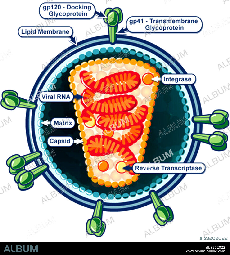 An illustrative diagram of a single, infective viral particle of HIV virus. Human immunodeficiency virus (HIV) is a lentivirus (a member of the retrovirus family) that causes acquired immunodeficiency syndrome (AIDS), a condition in humans in which progressive failure of the immune system allows life-threatening opportunistic infections and cancers to thrive.