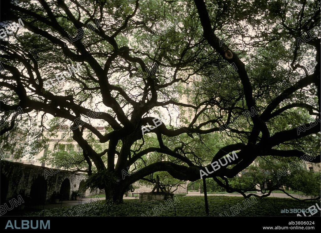 A giant Live Oak at the Alamo Mission in San Antonio, Texas. The Alamo is the historic site of a siege in 1836 by Mexican forces in which all 180 defenders were killed.