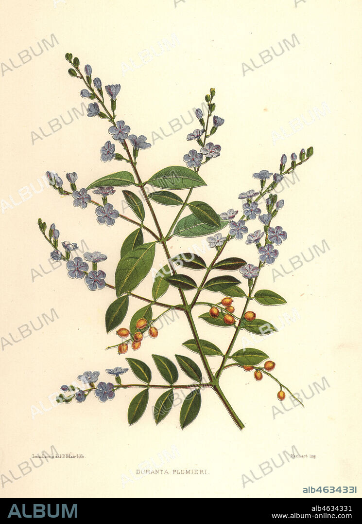 Golden dewdrop, pigeon berry or skyflower, Duranta erecta (Duranta plumieri). Handcoloured lithograph by D. Blair after an illustration by Lena Lowis from her Familiar Indian Flowers with Coloured Plates, L. Reeve, London, 1878. Lena Lowis, formerly Selena Caroline Shakespear (1845-1919), was a British woman artist who traveled to India with her husband Lt.-Col. Ninian Lowis.