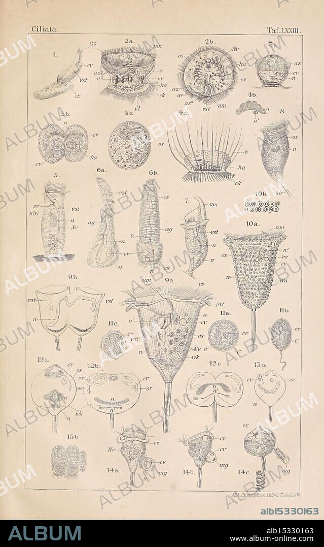 Dr. H.G. Bronn's Klassen und Ordnungen des Thier-Reichs, Leipzig und Heidelberg, C. F. Winter, 1866-, Zoology, This illustration showcases a diverse collection of ciliates, which are a group of microscopic protists characterized by the presence of hair-like structures called cilia. The various specimens are labeled with numbers, each corresponding to distinct species or types, illustrating their unique shapes and features. Some are elongated and slender, while others are more rounded or bulbous, displaying intricate details such as contractile vacuoles and complex feeding structures. The arrangement highlights the diversity of ciliates in terms of morphology and size, offering insight into their ecological roles and functions in aquatic environments.