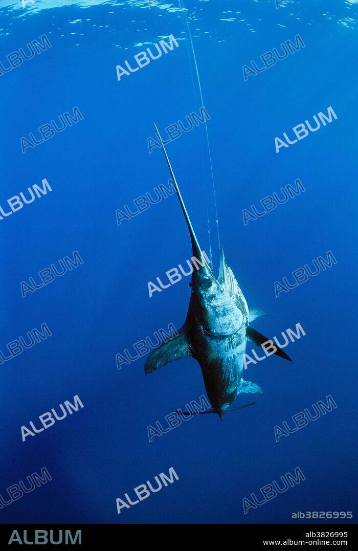 Swordfish hooked on line - Album alb3826995