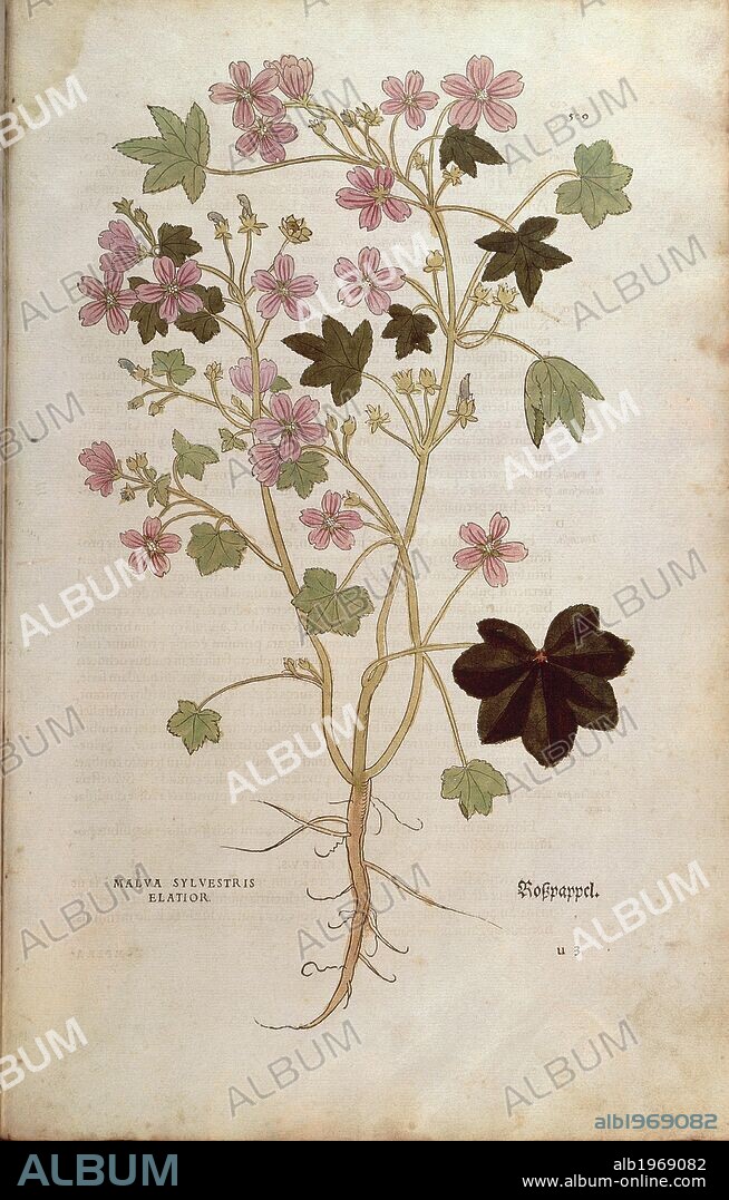 Herbal, 16th century. Leonhart Fuchs (1501-1566), De historia stirpium commentarii insignes (Notable Commentaries on the History of Plants), 1542. Plate: Mallow (Malva sylvestris elatior). Colored engraving.