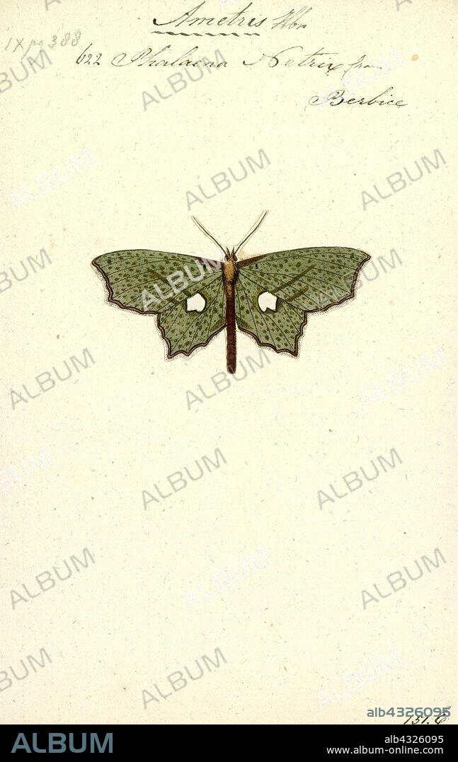 Ametris, Print, Ametris is a genus of moths in the family Geometridae.