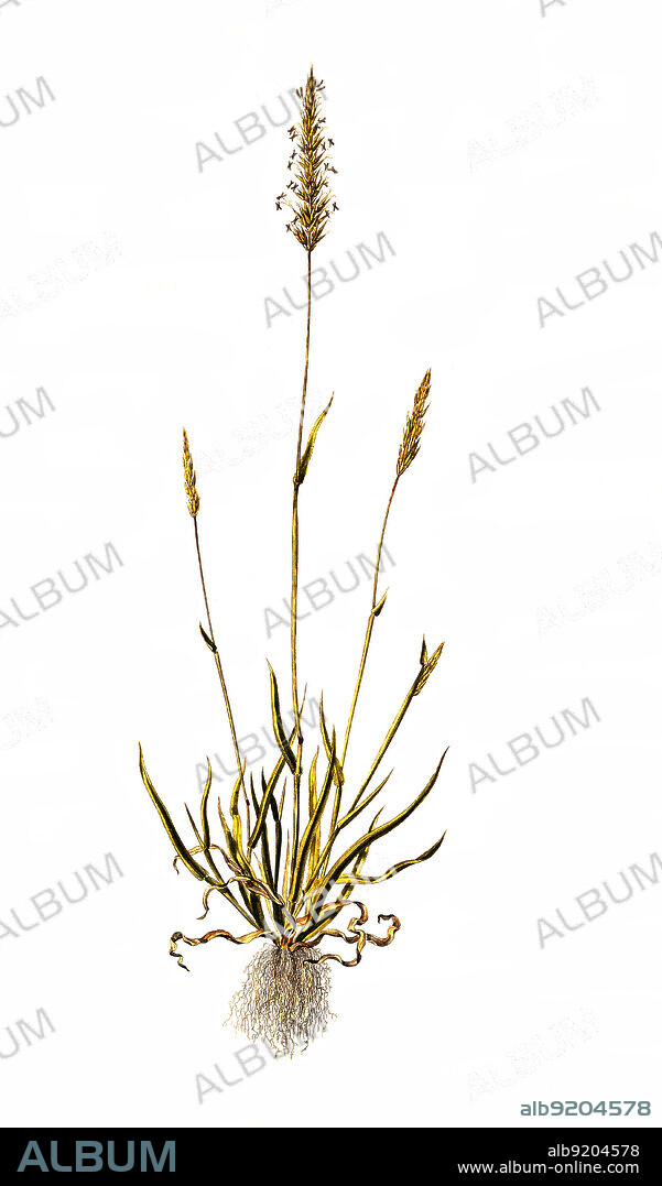 Das Gewöhnliche Ruchgras, Wohlriechendes Ruchgras oder kurz Ruchgras, Anthoxanthum odoratum, ist eine Pflanzenart aus der Gattung der Ruchgräse, Anthoxanthum, innerhalb der Familie der Süßgräser / Anthoxanthum odoratum, known as sweet vernal grass, is a short-lived perennial grass that is native to acidic grassland in Eurasia and northern Africa.