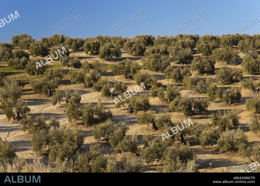 Olive grove, Arjona, Jaen province, Region of Andalusia, Spain, Europe.