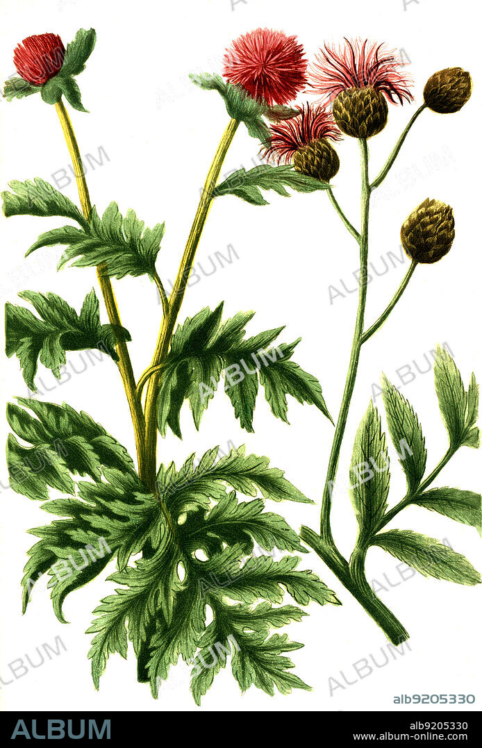 Centaurium majus, Tausendgüldenkraut, Centaurium, Pflanzengattung in der Familie der Enziangewächse, Digital retuschierte Illustration aus Phytanthoza iconographica von Johann Wilhelm Weinmann, Maler Bartholomäus Seutter und Kupferstecher Johann Jakob Haid und Johann Elias Ridinger, 1740 / Digitally retouched illustration from Phytanthoza iconographica by Johann Wilhelm Weinmann, painter Bartholomäus Seutter and engravers Johann Jakob Haid and Johann Elias Ridinger, 1740.