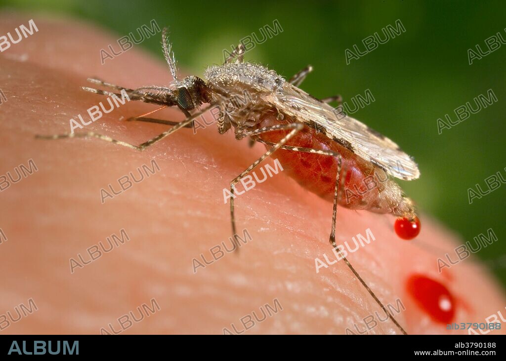 Crouching forward and downward on her forelegs, this image depicts a lateral view of a feeding female Anopheles stephensi mosquito. This specimen had landed on a human skin surface, and was in the process of obtaining its blood meal through its sharp, needle-like labrum, which it had inserted into its human host. Note the red color of the labrum, as it was filled with blood, and the bent, retracted labium, which ensheaths the sharp labrum when it's not in use. Also note the red-colored abdomen that had become enlarged due to its blood meal contents, so full, in fact, that droplets of blood had been expelled from its distal tip. A. stephensi is a known vector for the parasitic disease malaria.