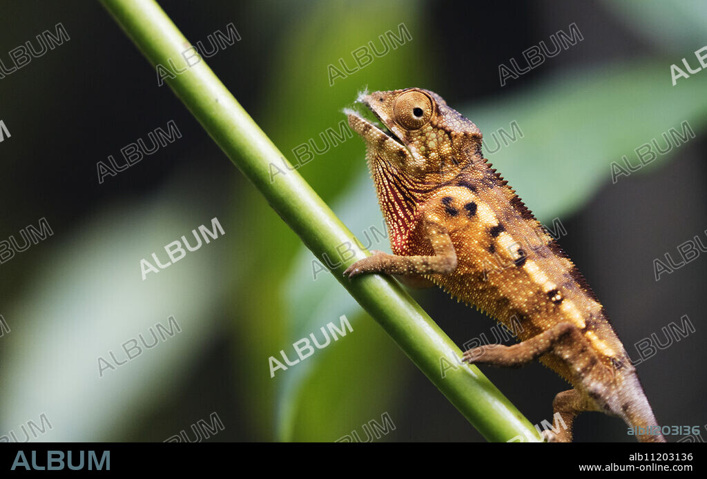 Panther chameleon (Furcifer pardalis), Ivoloina Zoological Park, Tamatave, Madagascar, Africa.