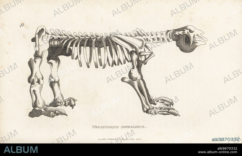 Fossil skeleton of an extinct giant ground sloth or megathere, Megatherium americanum. After an illustration by the Spanish artist Juan Bautista Bru de Ramón for zoologist Georges Cuvier, 1796. Copperplate engraving by Henry Mutlow from George Shaws General Zoology: Mammalia, G. Kearsley, Fleet Street, London, 1800.