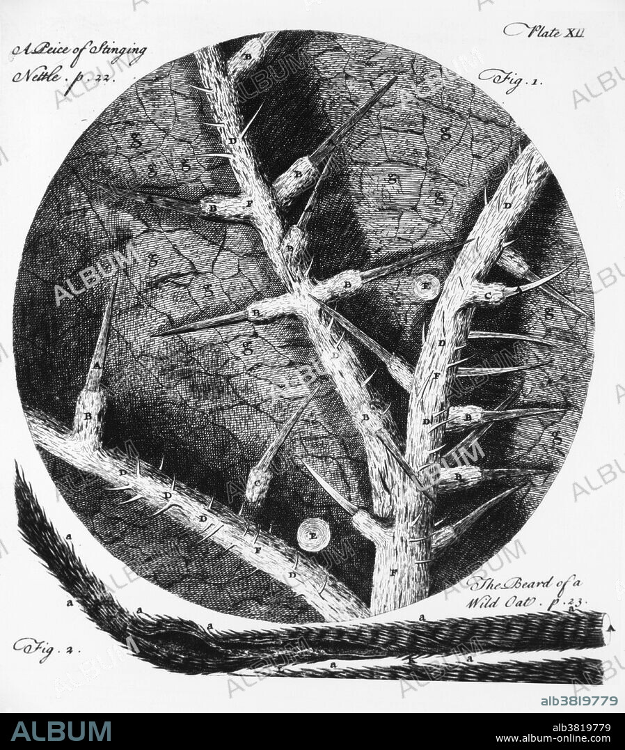 This drawing is from Robert Hooke's original copper plate, simply reprinted with titles added by Barker, who anonymously reissued the rediscovered plates as 'Micrographia Restaurata.' Hooke was a chemist, physicist and architect. He materially invented the compound microscope, the quadrant and a marine barometer. He also published the first book of biological and chemical microscopal observations; he anticipated the invention of the steam engine, formulated Hooke's Law on elastic bodies and theories on the arch, the balance spring fo watches and the anchor escapement of clocks. He built the first Gregorian telescope and inferred the roation of Jupiter.