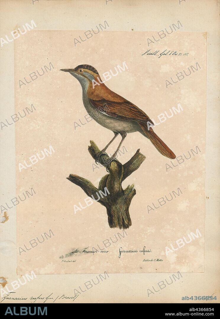 Furnarius rufus, Print, The rufous hornero (Furnarius rufus) is a medium-sized ovenbird in the family Furnariidae. It occurs in eastern South America, and is the national bird in Argentina. Also known as the red ovenbird, it is common in savannas, second-growth scrub, pastures and agricultural land and is synanthropic. Its range includes southeastern and southern Brazil, Bolivia, Paraguay, Uruguay and northern and central Argentina, extending as far south as northern Patagonia. The species is most closely related to the crested hornero of Paraguay and Argentina. There are four accepted subspecies., 1825-1834.