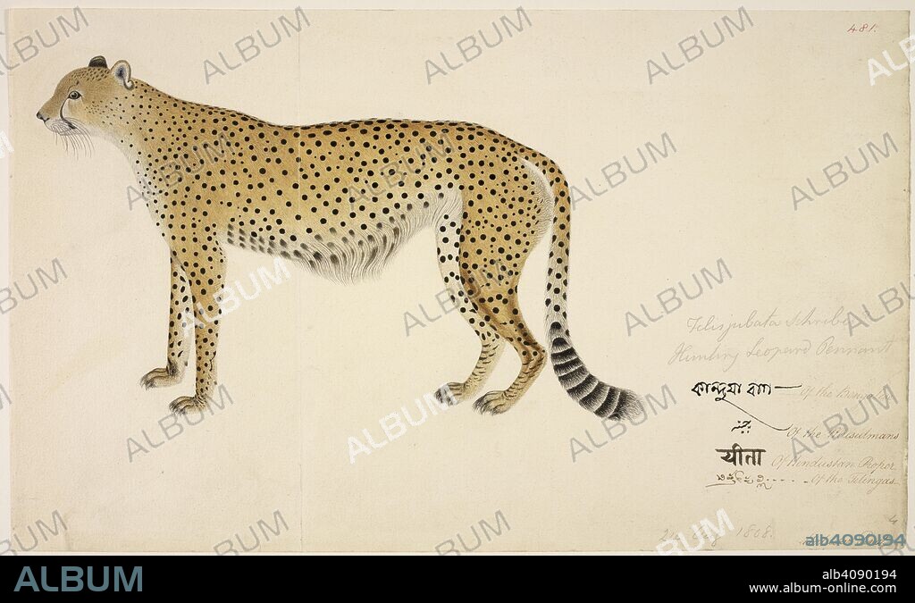 HALUDAR. Asian Cheetah â€˜Acinonyx jubatus venaticusâ€™ The Indian cheetah, similar to the African variety but somewhat smaller and slimmer, has been extinct in India since 1948. Buchanan-Hamilton Collection. 1804 - 1807. Watercolour,. Source: NHD 3/481.