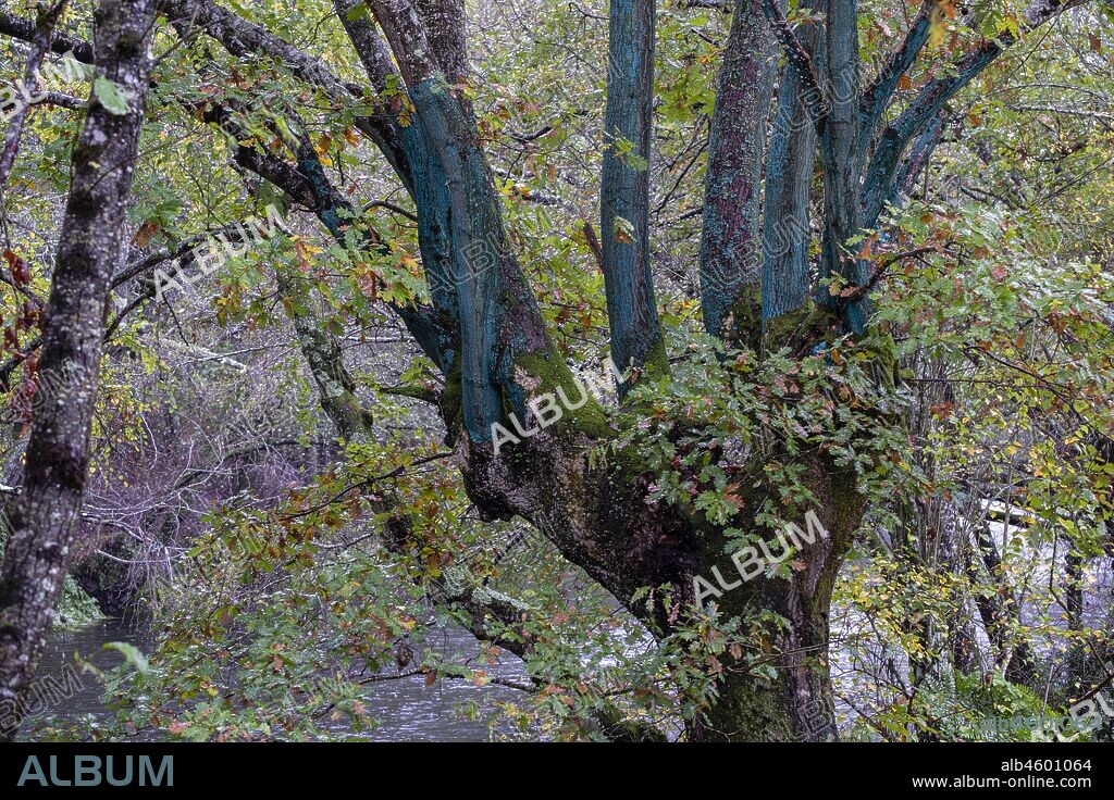 Ecoespacio O Rexo, intervención pictórica y escultórica del artista Agustín Ibarrola sobre un espacio natural, Allariz, Ourense, Galicia, Spain.