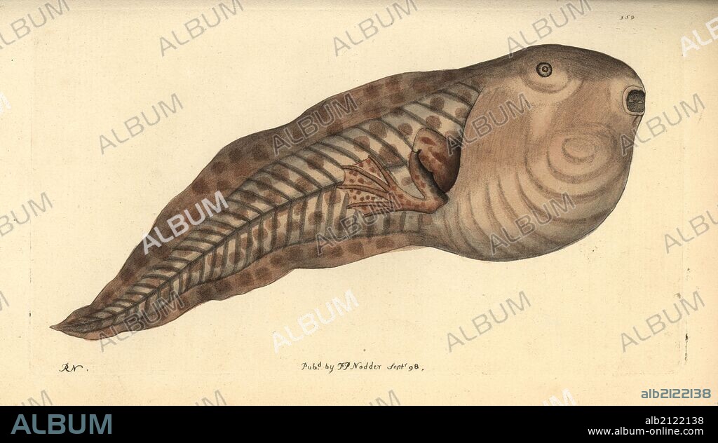 Paradoxical frog, Pseudis paradoxa, tadpole stage. Illustration drawn and engraved by Richard Polydore Nodder. Handcolored copperplate engraving from George Shaw and Frederick Nodder's "The Naturalist's Miscellany," London, 1798. Most of the 1,064 illustrations of animals, birds, insects, crustaceans, fishes, marine life and microscopic creatures were drawn by George Shaw, Frederick Nodder and Richard Nodder, and engraved and published by the Nodder family. Frederick drew and engraved many of the copperplates until his death around 1800, and son Richard (1774~1823) was responsible for the plates signed RN or RPN. Richard exhibited at the Royal Academy and became botanic painter to King George III.