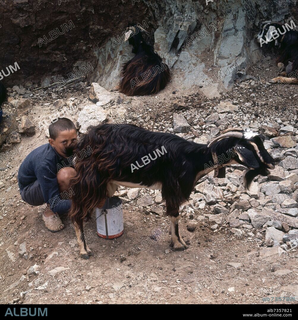 NIÑO ORDEÑANDO UNA CABRA.