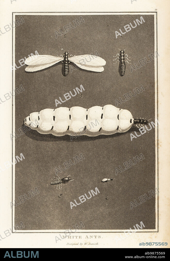 Termites, Macrotermes bellicosus. King 1, male 2, pregnant queen 3, worker ant 4, and soldier ant 5. White ants, Termes fatale. Aquatint drawn and engraved by William Daniell from William Woods Zoography, Cadell and Davies, 1807.