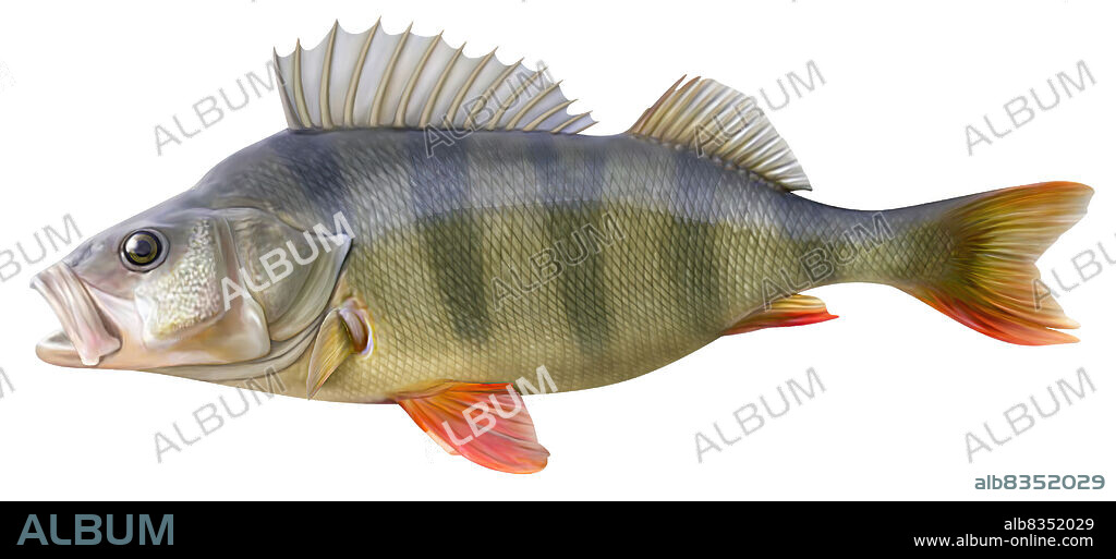 The perch is a bony carnivorous freshwater fish with an oval body and a  spiny dorsal fin; its flesh is highly prized. - Album alb8352029