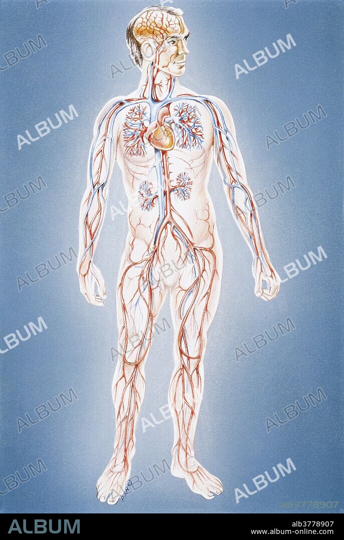 Blood circulation. Illustration of the human body's circulatory system. Arteries carry oxygen-rich blood from the heart to the body. Veins return deoxygenated blood to the heart. The average adult has about five liters of blood. At rest this volume of blood passes through the heart and around the body each minute.