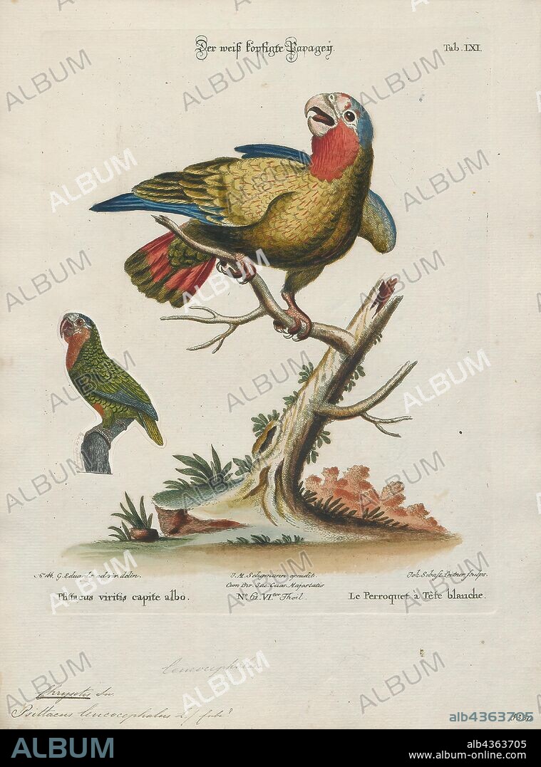 Chrysotis leucocephalus, Print, Amazon parrot, Amazon parrot is the common name for a parrot of the genus Amazona. These are medium-sized parrots native to the New World ranging from South America to Mexico and the Caribbean., 1700-1880.