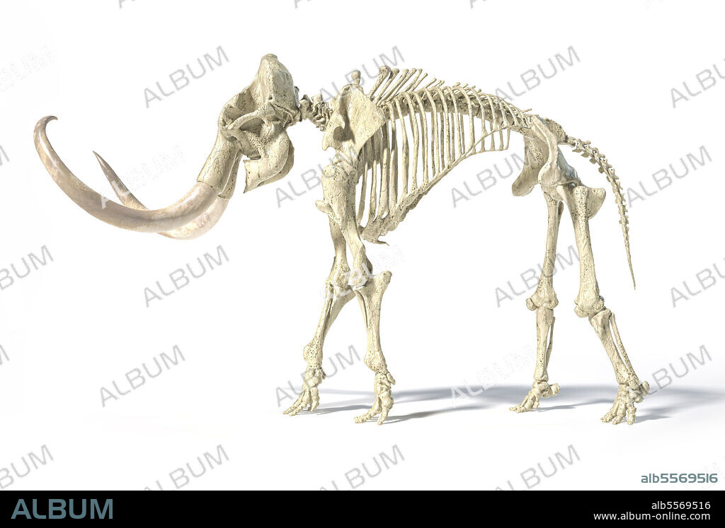 3D illustration of woolly mammoth skeleton, side view on white background with drop shadow.