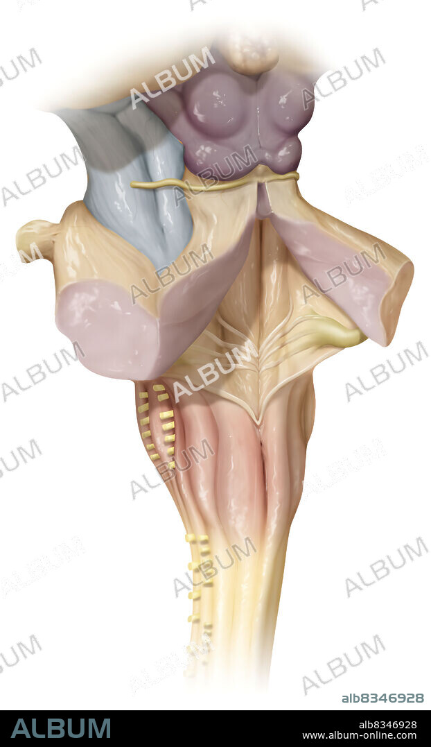 The brain stem is a part of the encephalon located in the extension of the spinal cord, regulating numerous vital functions and ensuring transmissions between the spinal cord, brain and cerebellum.