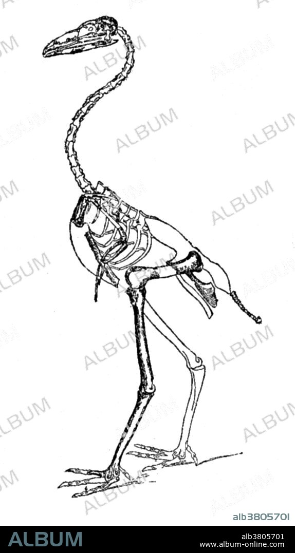 Gastornis is an extinct genus of large flightless bird that lived during the late Paleocene and Eocene epochs. The Gastornis had a remarkably huge beak with a slightly hooked top, which was taken as evidence suggesting that it was carnivorous. Gastornis had large powerful legs, with large, taloned feet, which also were considered in support of the theory that it was a predator. This animal appeared during Cenozoic era, the most recent era of geologic time, from about 65 million years ago to the present. The Cenozoic Era is characterized by the formation of modern continents and the diversification of mammals and plants. Grasses also evolved during the Cenozoic. The climate was warm and tropical toward the beginning of the era and cooled significantly in the second half, leading to several ice ages. Humans first appeared near the end of this era.