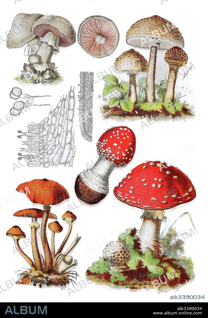 Field mushroom, Agaricus campestris (top left), parasol mushroom, Macrolepiota procera (top right), honey fungus, Armillaria mellea (bottem left), fly agaric or fly amanita, Amanita muscaria (bottem right).