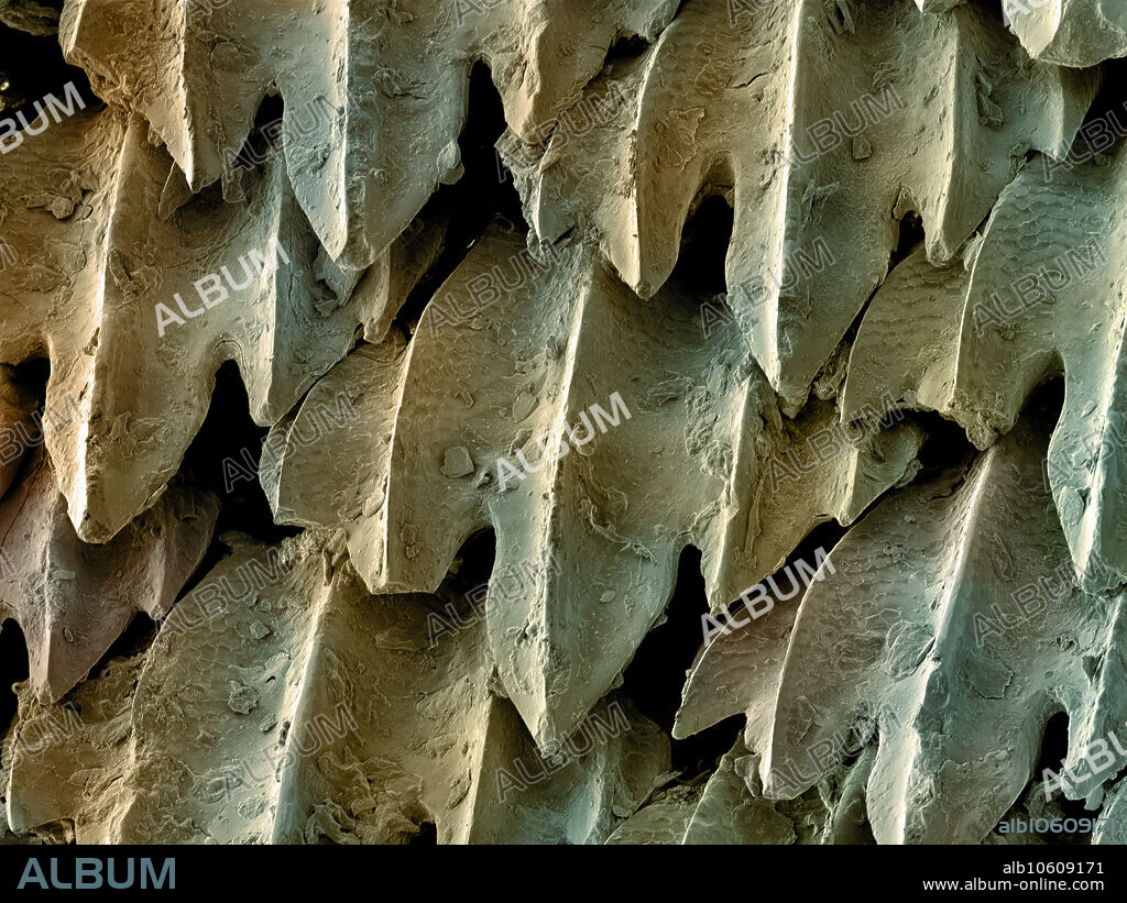 Skin from the Great Hammerhead Shark (Sphyrna mokarran). The Great Hammerhead Shark is the largest species of hammerhead shark, family Sphyrnidae, attaining a maximum length of 6.1 m (20 ft). It is found in tropical and warm temperate waters worldwide. This specimen was collected in Florida. This is a scanning electron microscope shot of the skin. Magnification is x142 when printed 10 cm wide.