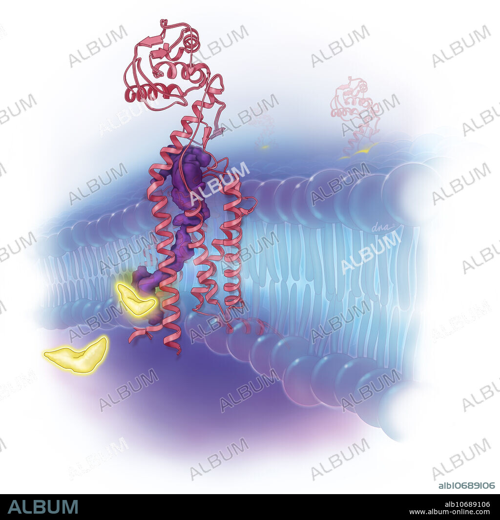 Glasdegib is a Hedgehog (Hh) signaling pathway inhibitor used to treat chemotherapy resistant AML (acute myeloid leukemia). Glasdegib molecule attaches to the Smoothened (Smo) transmembrane protein and inactivates the Hedgehog signaling pathway. Glasdegib sensitizes cells and reduces chemotherapy resistance.