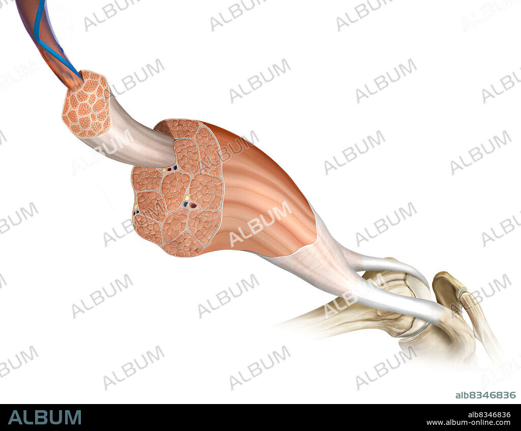 This image shows the structure of a skeletal muscle, revealing the muscle fibers bundle, the motor neuron, the muscle fiber and the myofibril.