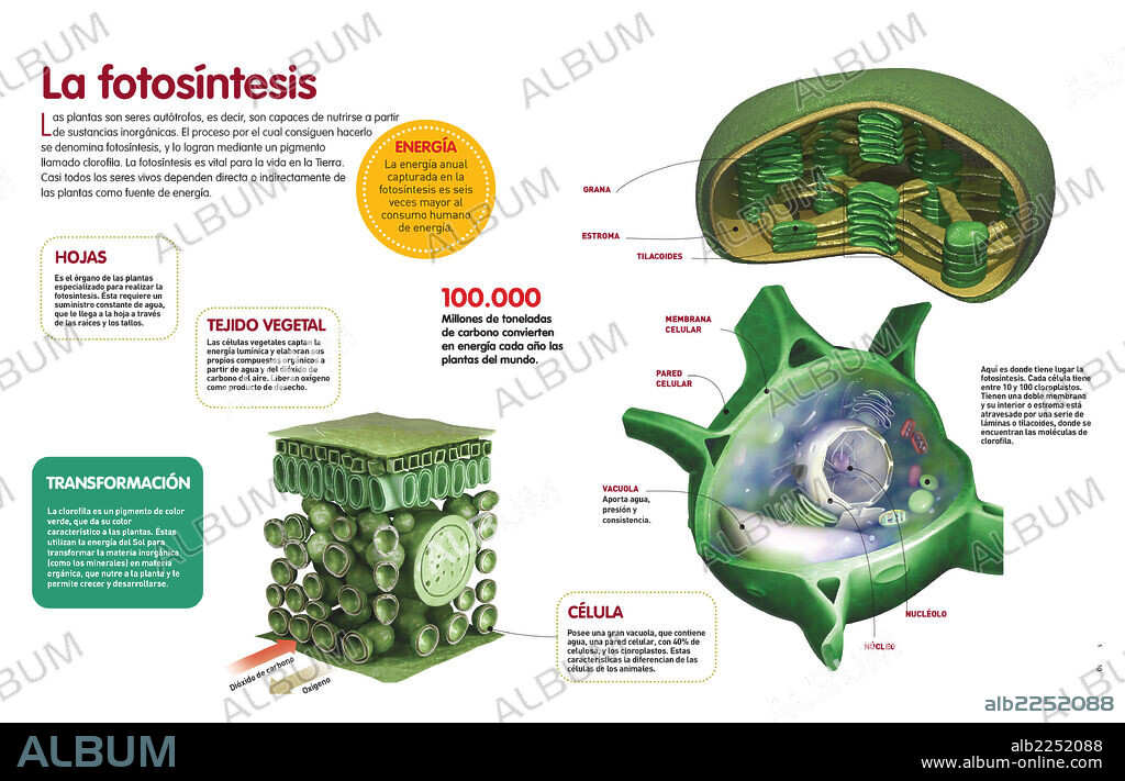 fotosíntesis. Infografía sobre el proceso de la fotosíntesis, en qué consiste y los órganos y células de la planta que intervienen en él.