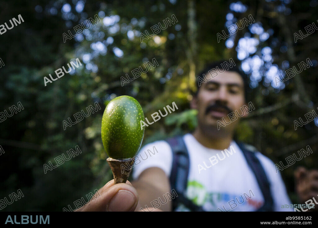 aguacatillo silvestre, . bosque nuboso en las laderas del volcán Tolimán , lago de Atitlán ,Guatemala, Central America.