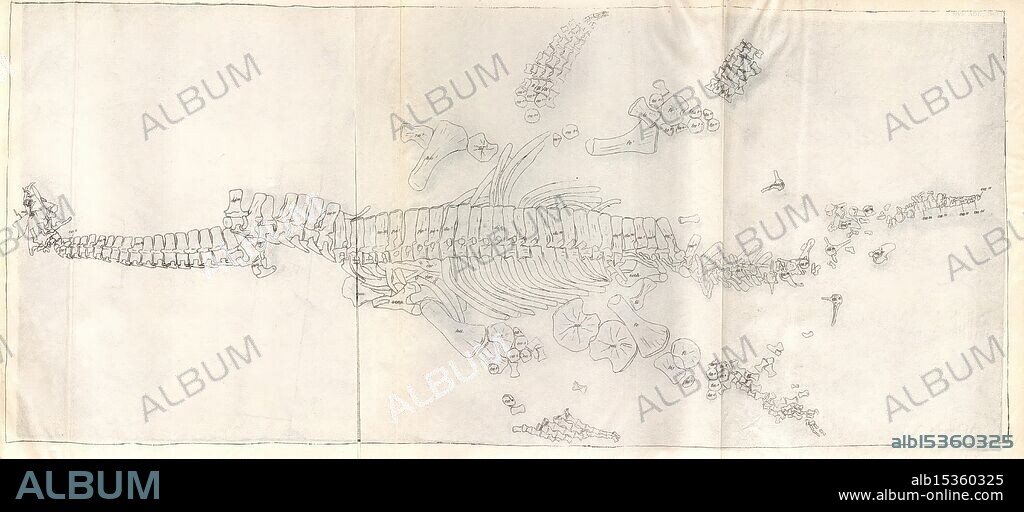 Die, plesiosaurier, der, süddeutschen, Liasformation, Berlin, Königl, Akademie, der, Wissenschaften, 1895, Germany, paleontology, Jurassic, Plesiosauria, A detailed illustration of a prehistoric marine creature's skeleton, showcasing its elongated body and vertebral structure. The imagery includes various bones laid out in an organized manner, indicating a comprehensive study of the specimen. Surrounding the central skeleton, smaller bone fragments and elements suggest the anatomical complexity of the creature. The meticulous lines and proportions offer insights into the size and shape, emphasizing the creature's adaptation to an aquatic environment. This rendering serves as a significant representation of paleontological research and the understanding of ancient marine life.